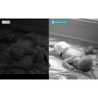 Caméra WiFi Motorisée Infrarouge Son Bi-canal Sirène Stockage Cloud Spotcam Eva 2