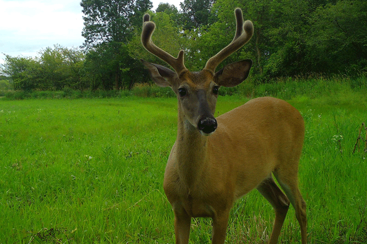 Caméra de chasse enregistrement